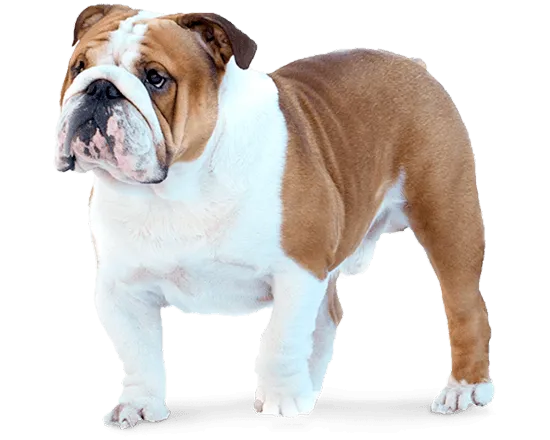 balanced-animal-perro-adulto-control-peso-@2x-vitalcan (1).webp