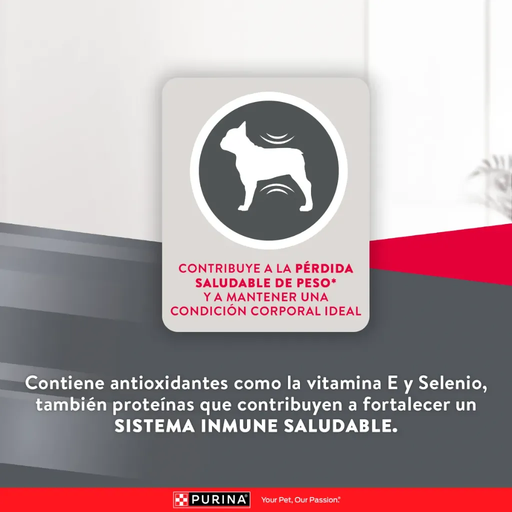E-Content-Excellent_Perro_2Mesa-de-trabajo-12.png.webp